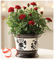 Send Gift Plants By Holidays