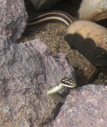 Garter snake?