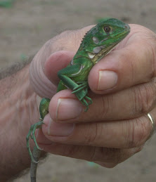 Iguana?