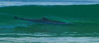 dolphin/いるか surfing