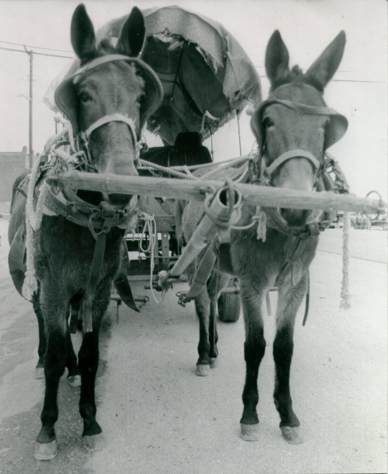 [mules.jpg]