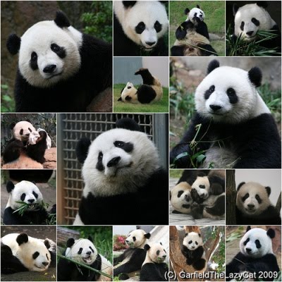 lets protecting panda... the cute animals on planet