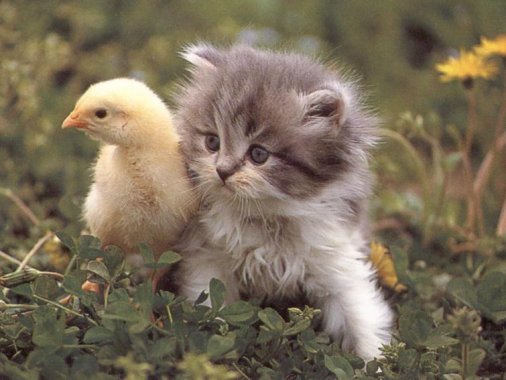 Kitten and duck