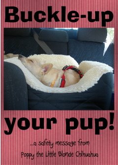 [buckle-up+your+pup+jpg.JPG]