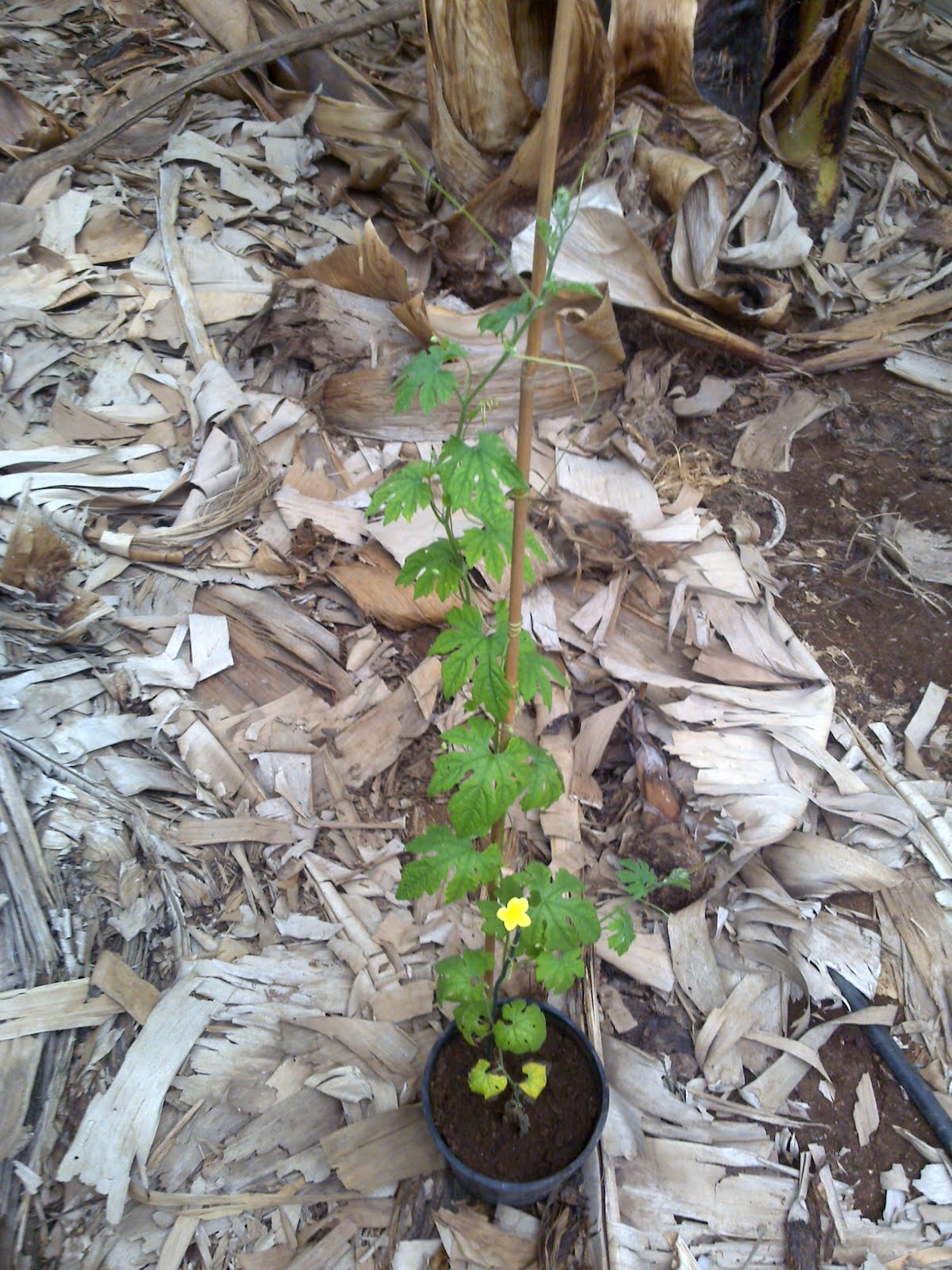 Finca Niguaria Las primeras flores del melón amargo