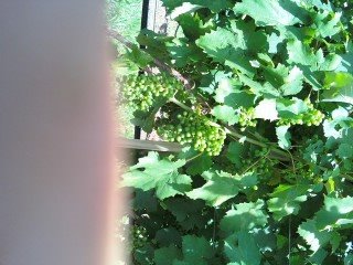 [Petit+Verdot+7_06_08]