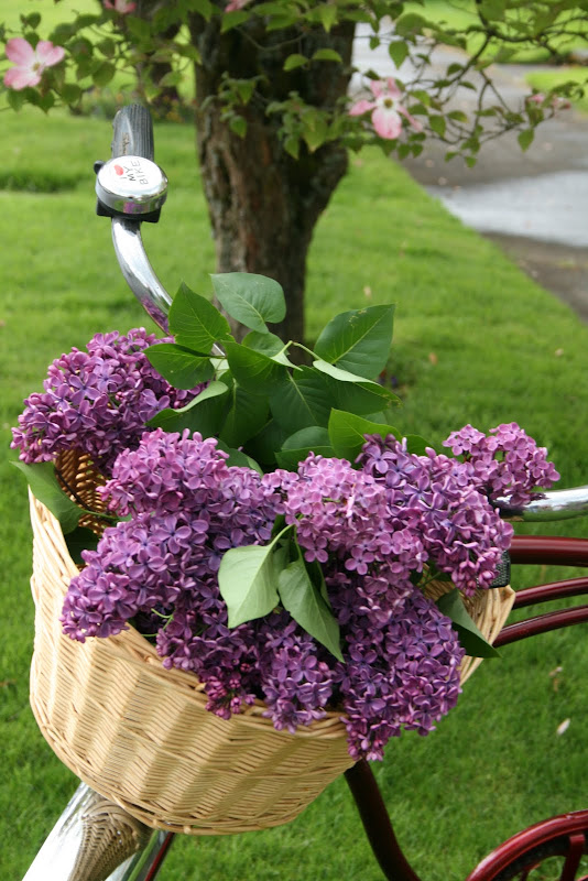 Katie_Brown_Workshop_lilacs_bicycle_basket_yard