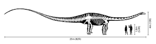 Longitud del diplodocus