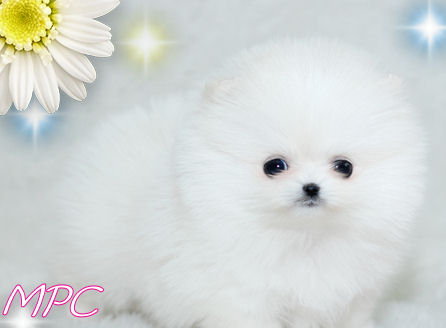 teacup pomeranian puppies for mini pomeranian puppies for free. teacup pomeranian puppies for