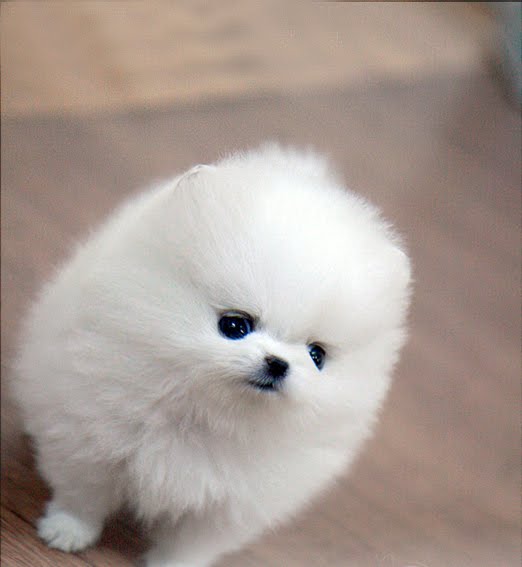 teacup pomeranian puppies for free. Pomeranian Puppies For Sale In