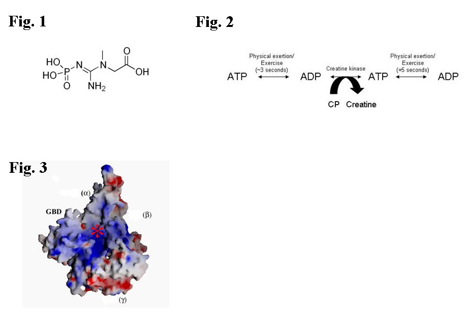 THE PROTEIN PUNDIT The ergogenic effects of creatine monohydrate