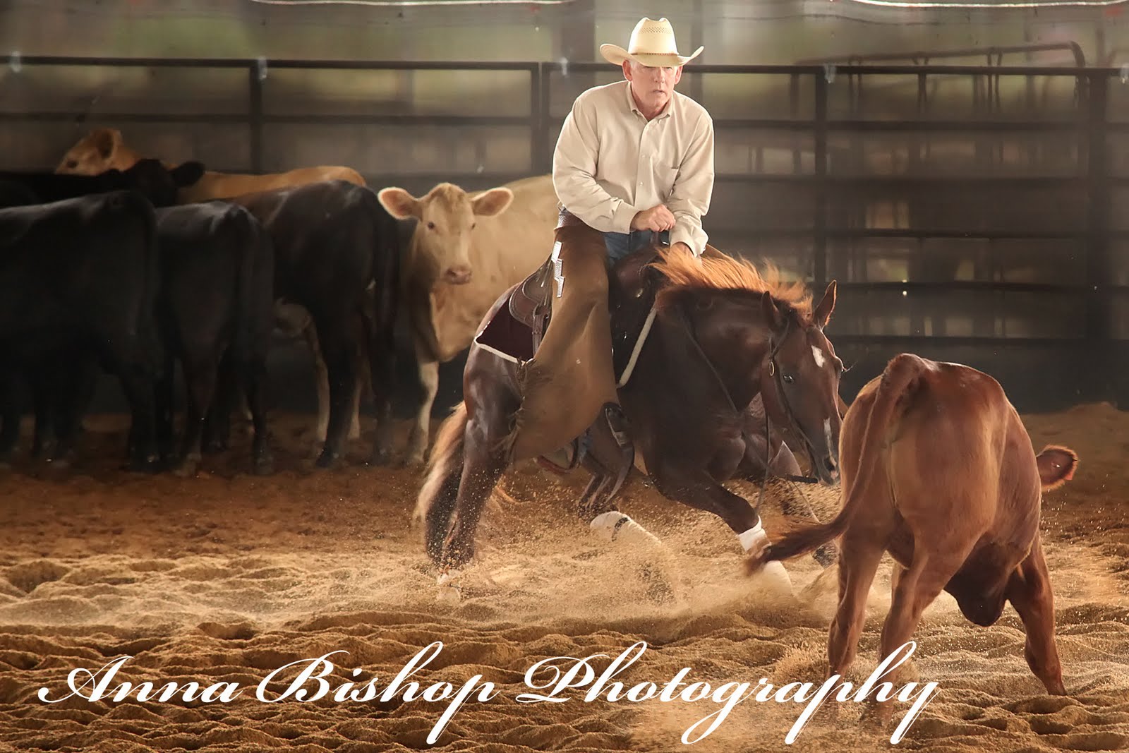 anna photography Heart Of Dixie Cutting Horse Association