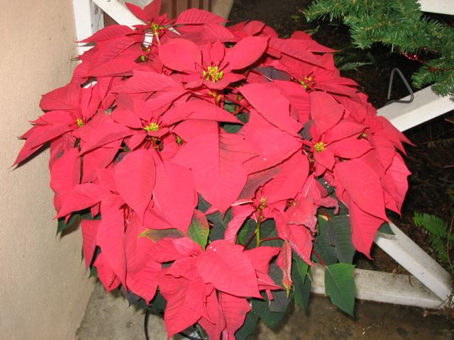 [Christmas+poinsettia.jpeg]