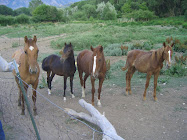 Some of the Herd