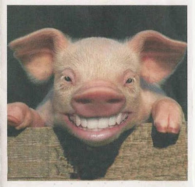 " Du porc hallal " Face-de-porc