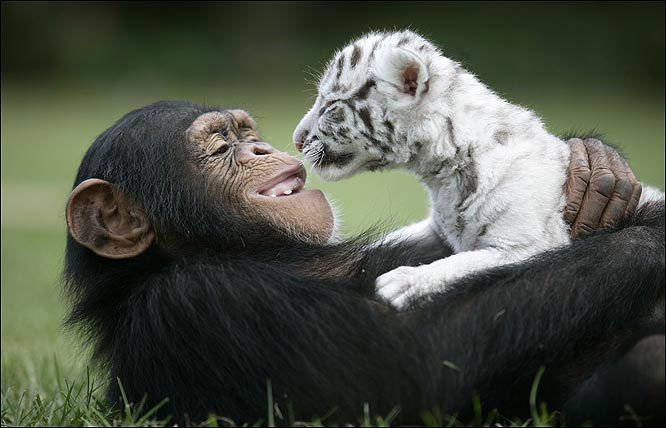 tigre et singe