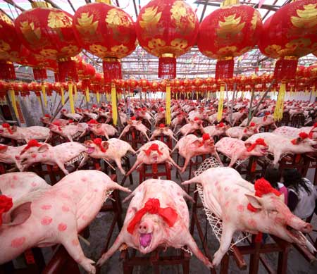 concours de beaute cochon chinois