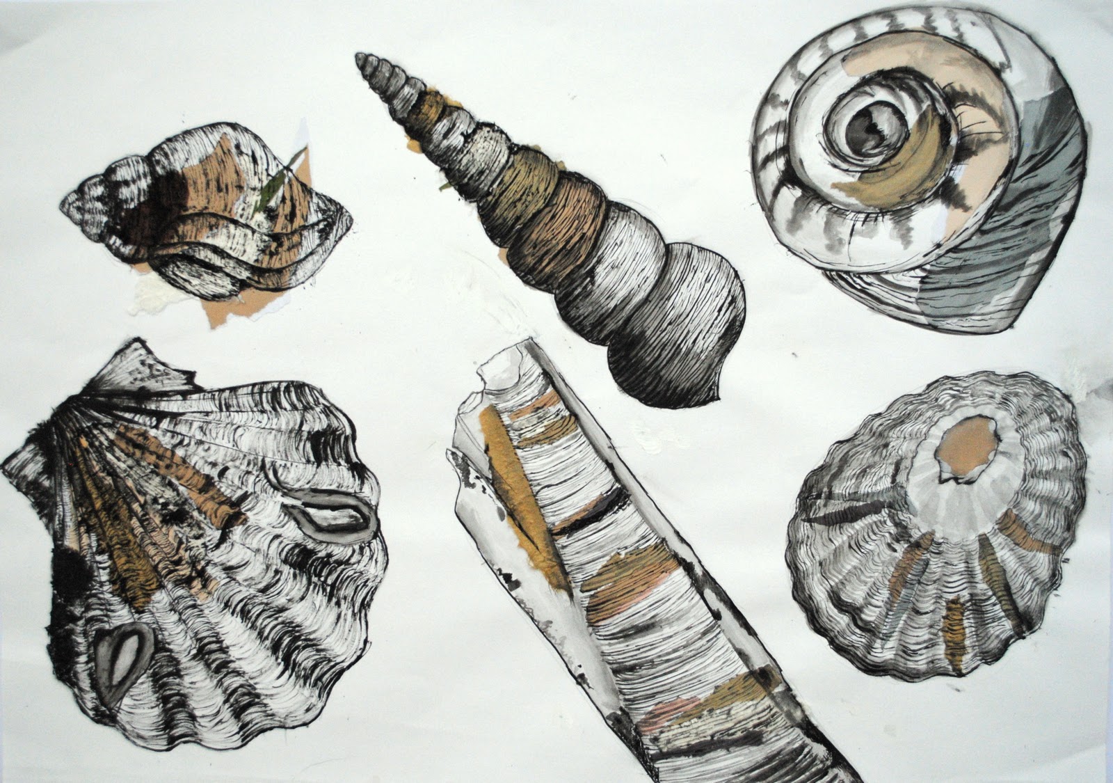 Shell Drawing … | Natural form art, Shell drawing, Sea life art