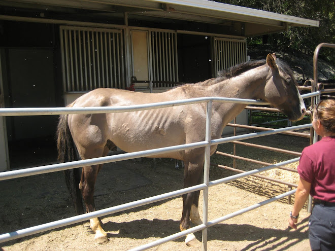 The Grulla Stallion