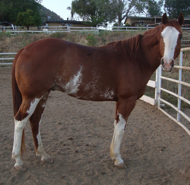 Gunner, 6 yr old paint gelding