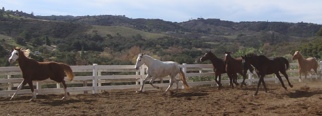 Herd running socialization today