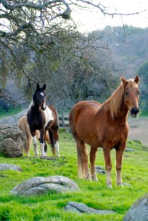 Cajun & Joaquin's New Home and Pasturemates