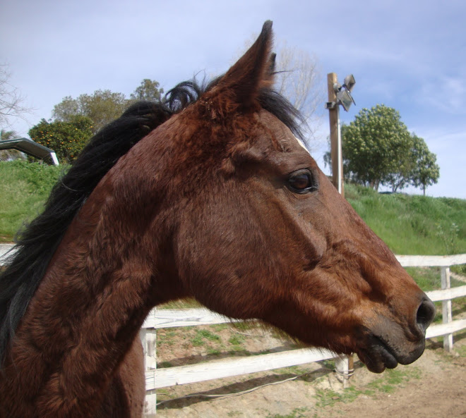 The Abandoned Mare Nora