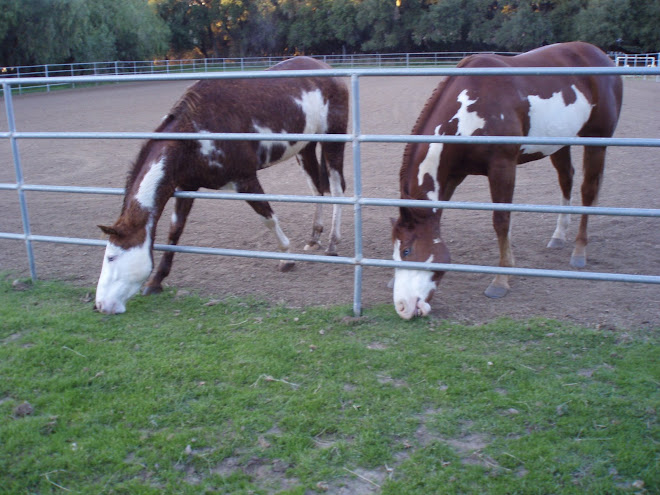 Wizard in his new home with his twin!