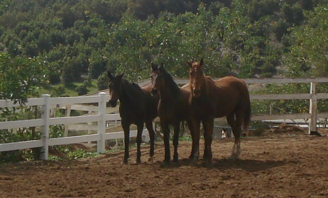 Magic, Laredo, Lucky - The Three Musketeers