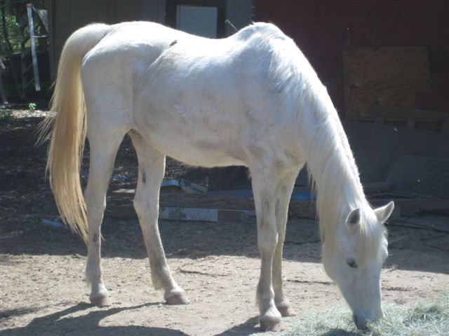 White Arab Mare, needs a home