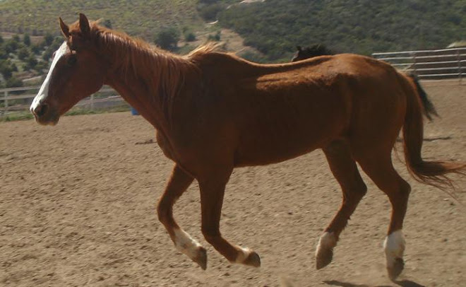 Salsa being exercised