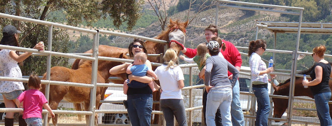Visitors looking at the horses