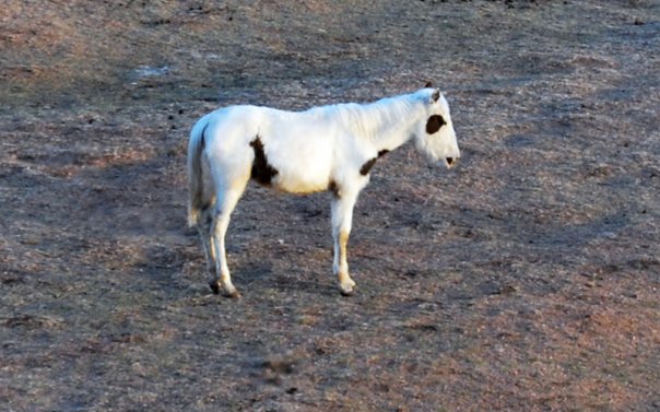 The little medicine hat filly