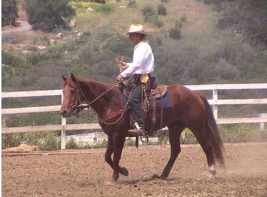 Chicaboom, QH Mare, 7 yrs