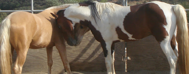 Toby gets Equine Socialization Skills 101