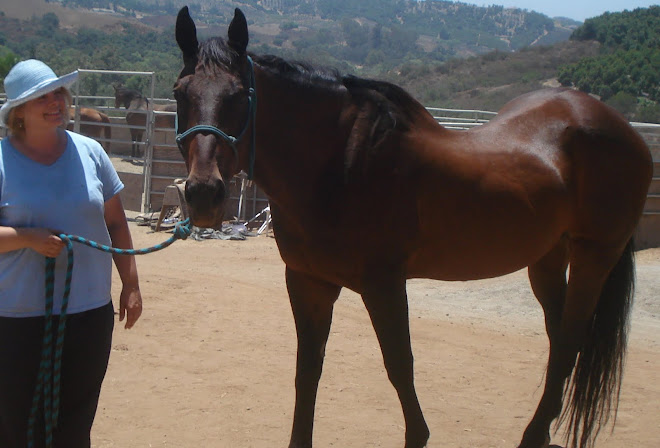 The Extremely Handsome Quarterhorse Sky Skipper