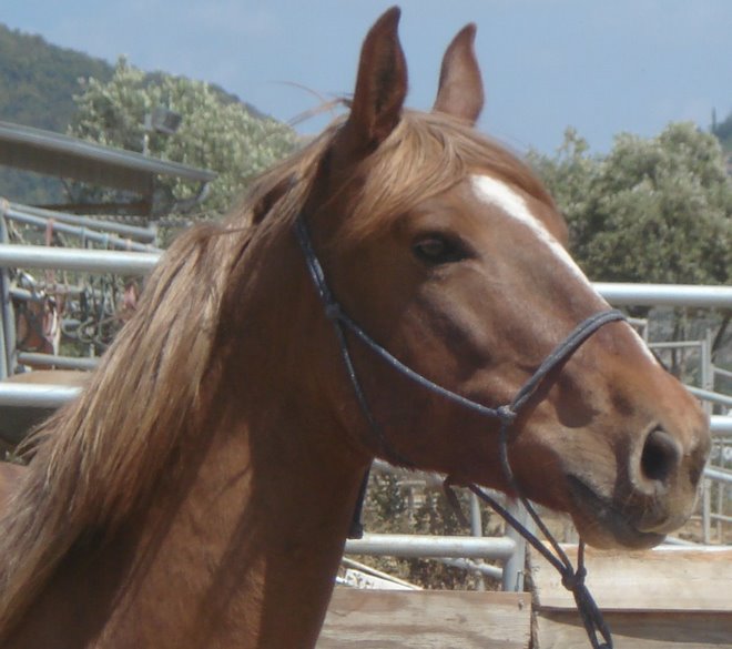 Cimmaron
