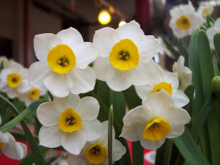 Colin's blog: chinese new year, narcissus festival Colin's Blog: Chinese New Year, Narcissus Festival