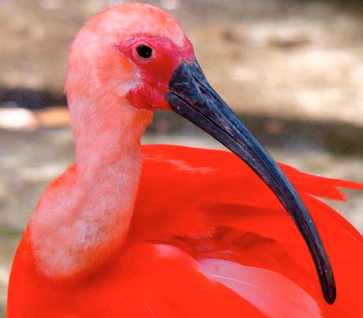 Guará vermelho