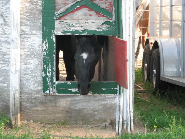 Sugar peaking thru the barn door at everyone.  Wondering where is my food.