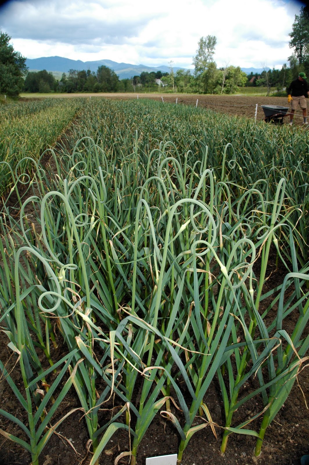 Garlic farm in Vermont