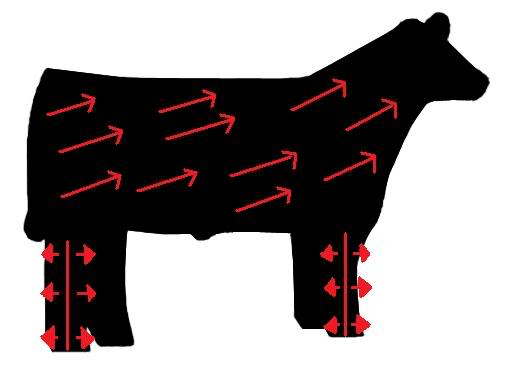 Campbell Club Calves Fitting