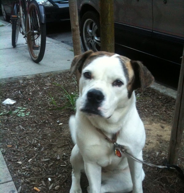 Dogs Tied Up NYC Tying your dog up to a tree is not what we call
