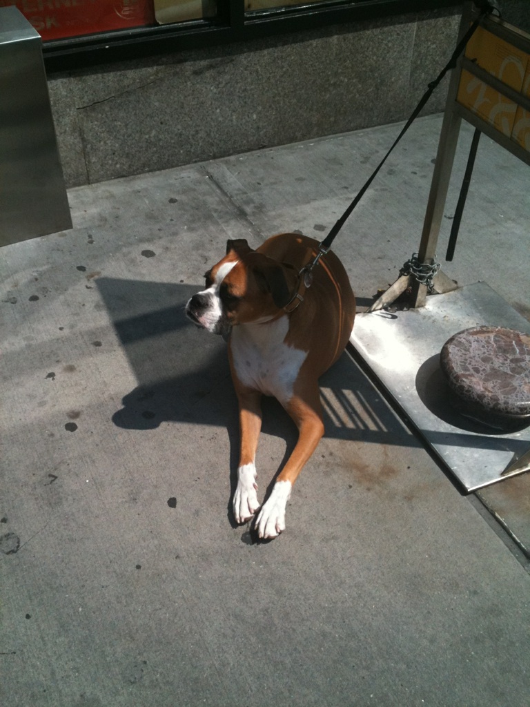 Dogs Tied Up NYC