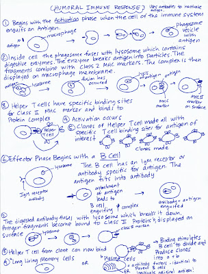 Immune Response Flow Chart Worksheet