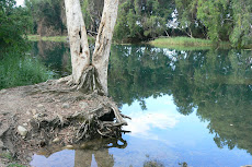 Bushy Parker Park