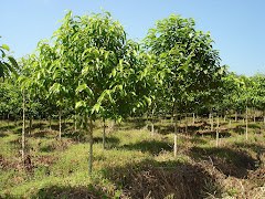 ยามว่าง ปลูกไม้จำปาทอง อายุได้ ๒ ปีแล้ว พื้นที่ 60 ไร่ จำนวน 10,000.ต้น