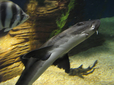 Baby+dogfish+shark