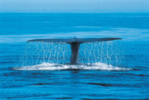 Blue Whale Tongue
