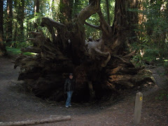 Kitty standing in front of roots of tree